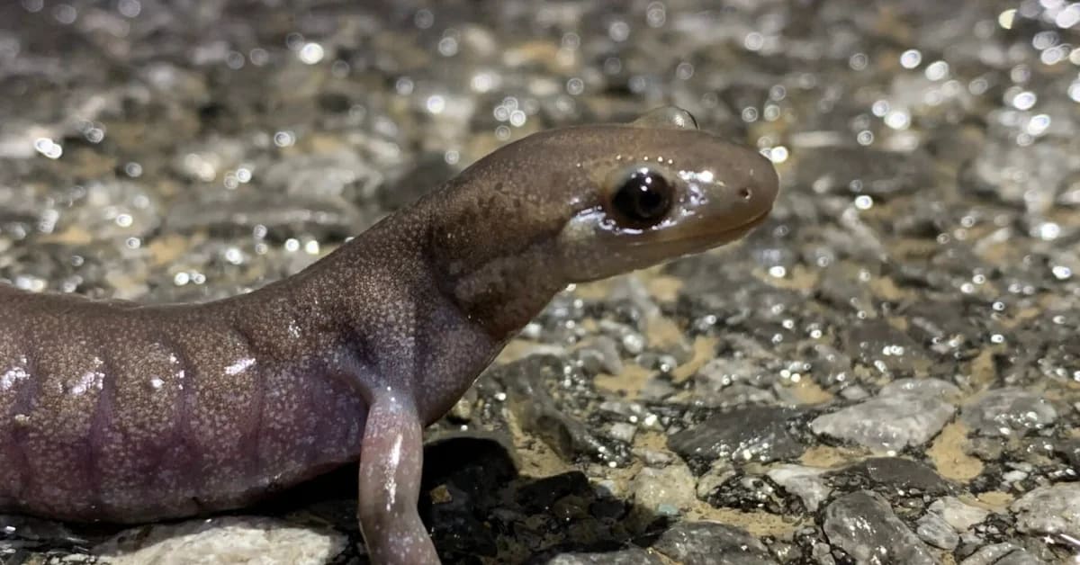 New Hampshire Builds Salamander Tunnels to Save Lives