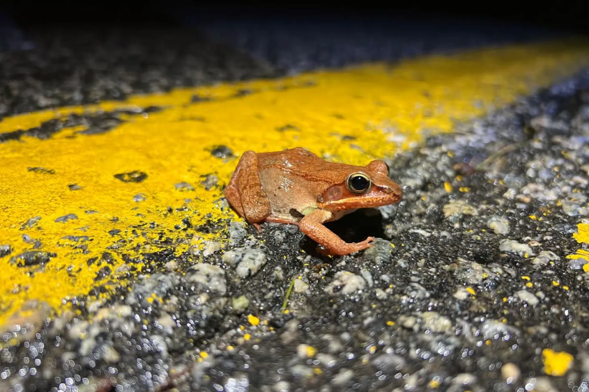New Hampshire Builds Salamander Tunnels to Save Lives - Image 5