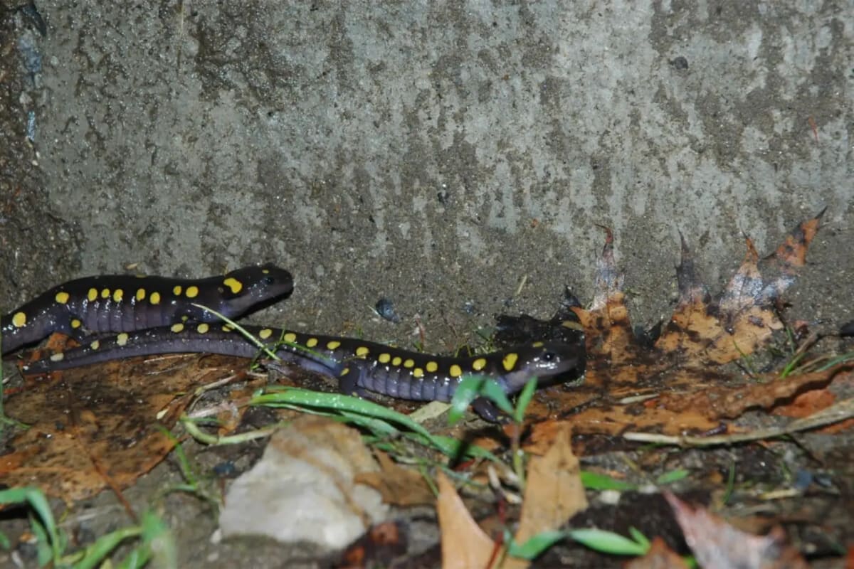 New Hampshire Builds Salamander Tunnels to Save Lives - Image 3