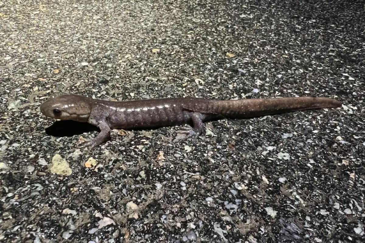 New Hampshire Builds Salamander Tunnels to Save Lives - Image 2