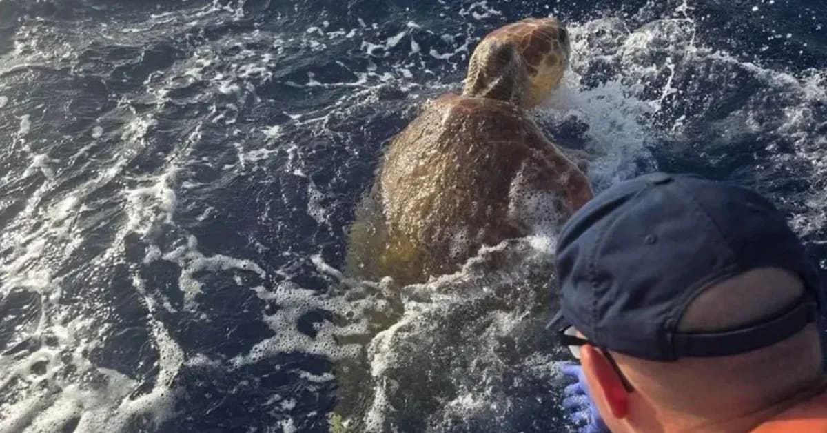 270-Pound Sea Turtle Rescued in Florida Keys