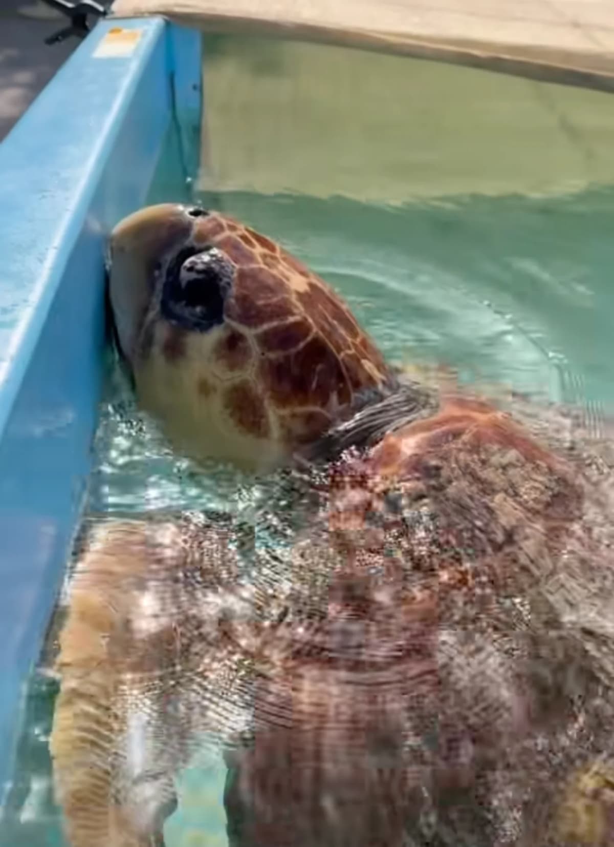 270-Pound Sea Turtle Rescued in Florida Keys - Image 3