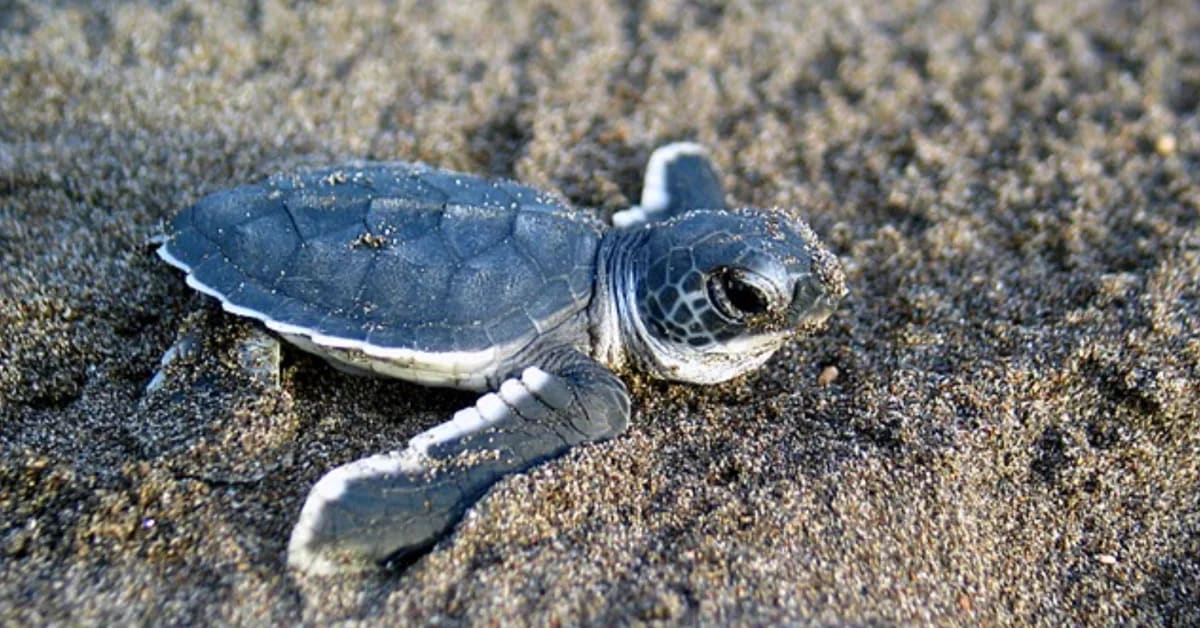 Baby sea turtle crawling across sand toward ocean waves during first journey to water