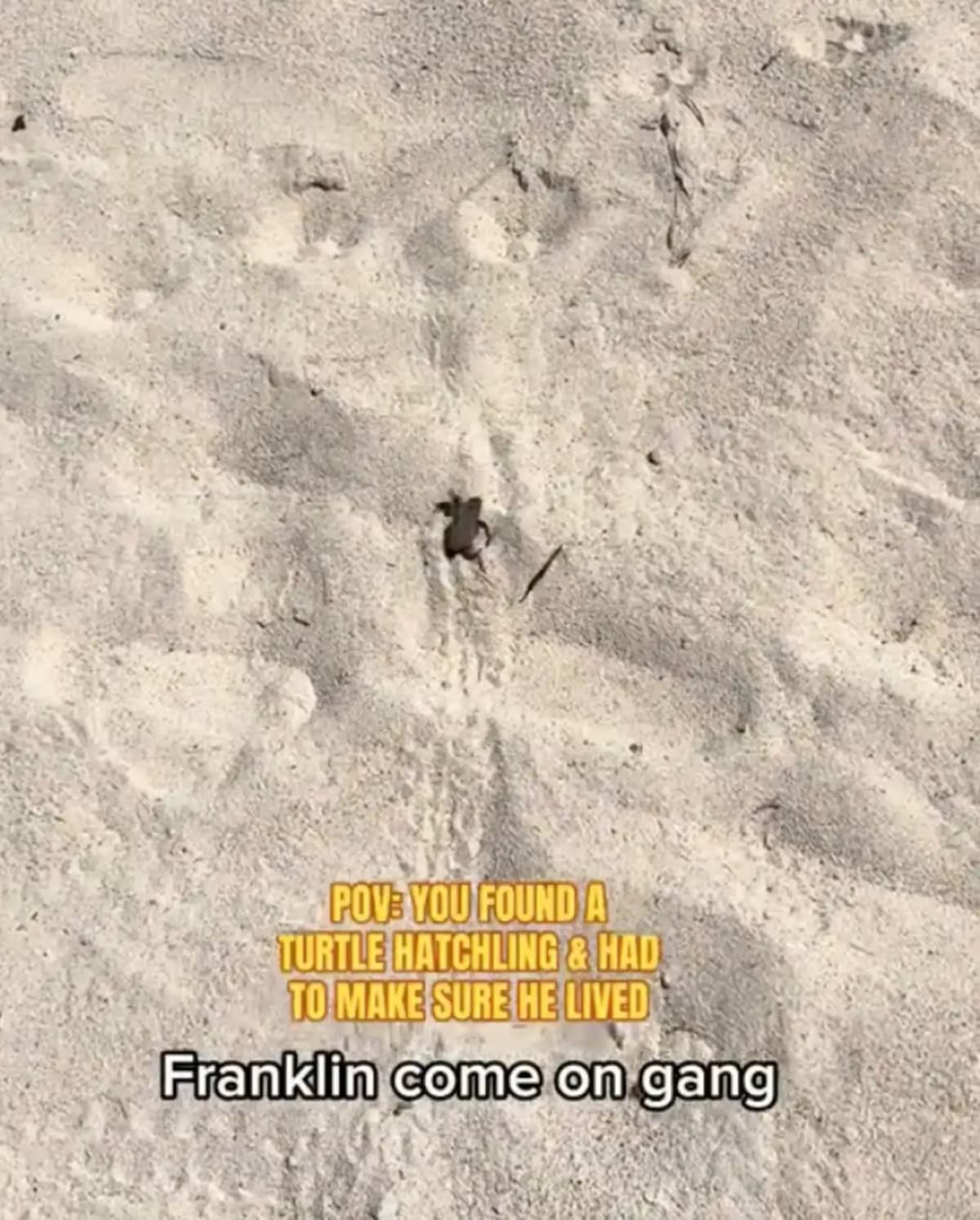 Viral TikTok Shows the Right Way to Save Baby Sea Turtles - Image 2