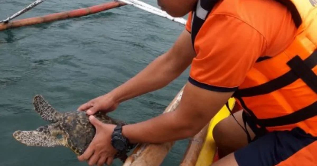Juvenile hawksbill sea turtle with dinner plate sized shell being held by conservation workers