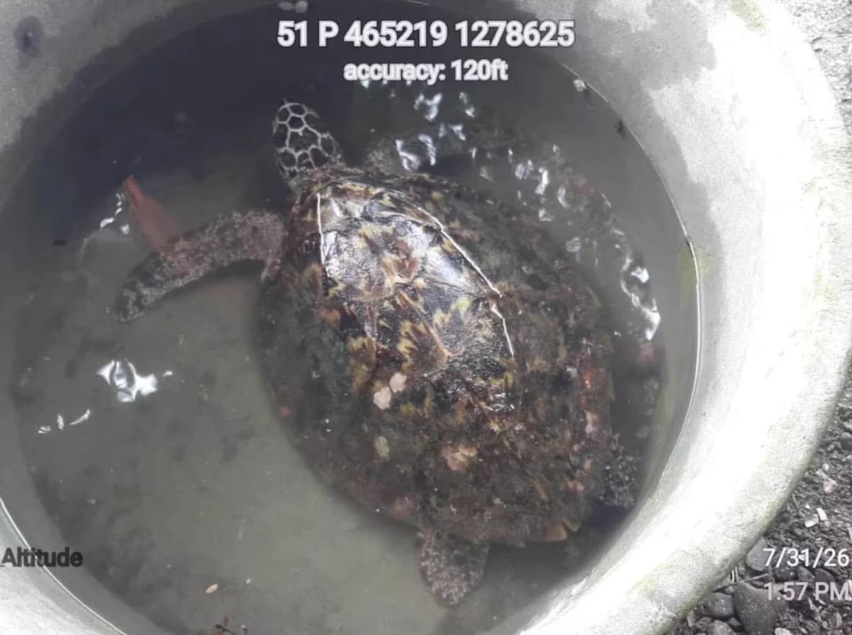 Philippine Fisherman Saves Critically Endangered Sea Turtle - Image 3