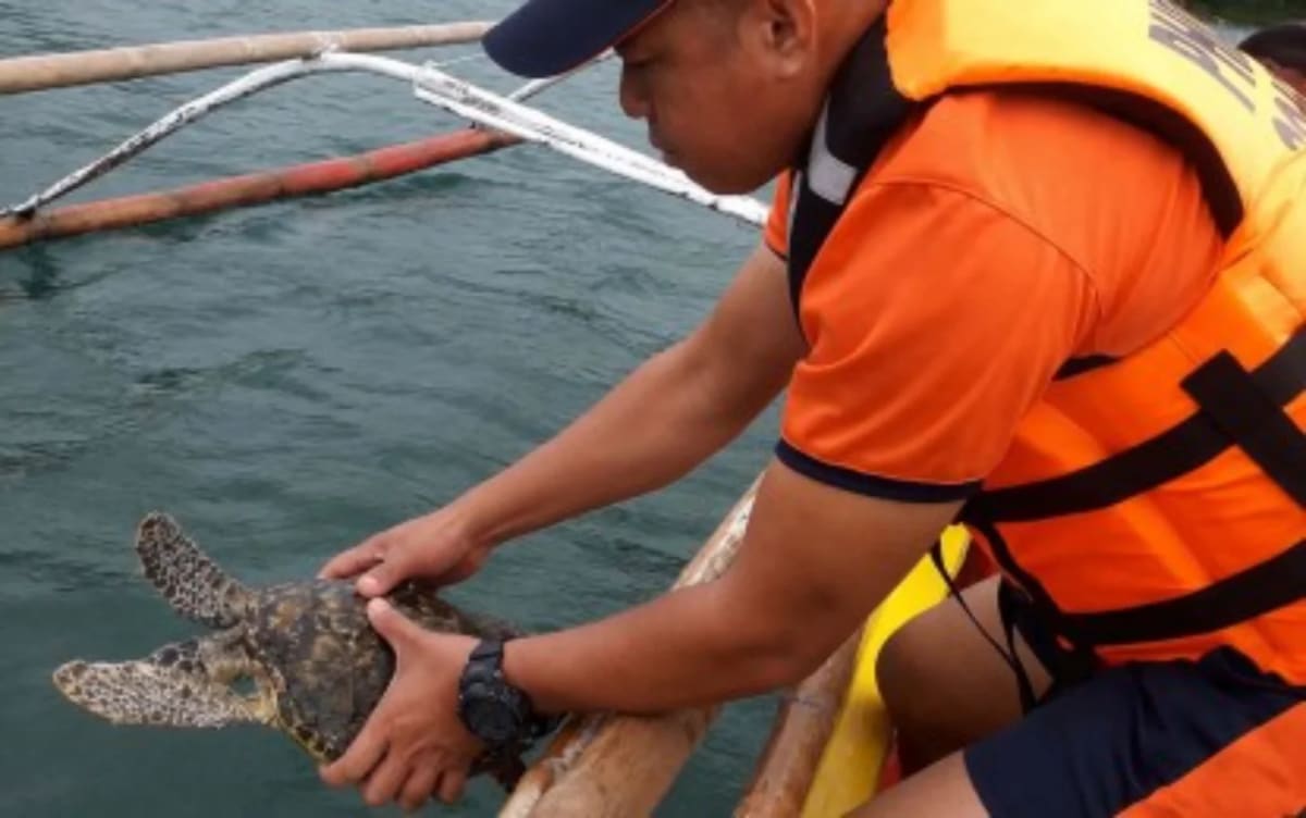 Philippine Fisherman Saves Critically Endangered Sea Turtle - Image 2
