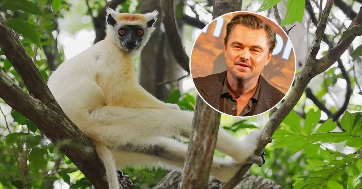 DiCaprio Launches $200M Fund to Save 100 Endangered Species
