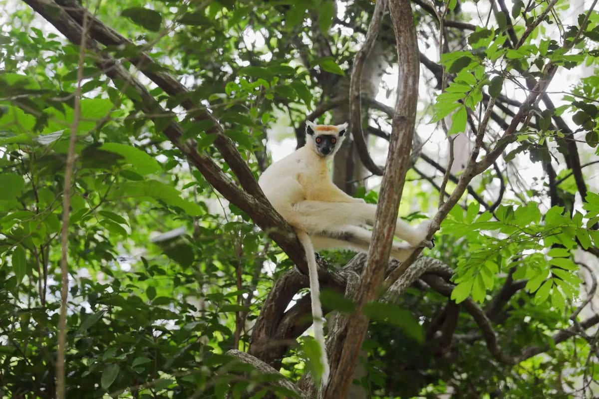 DiCaprio Launches $200M Fund to Save 100 Endangered Species - Image 3