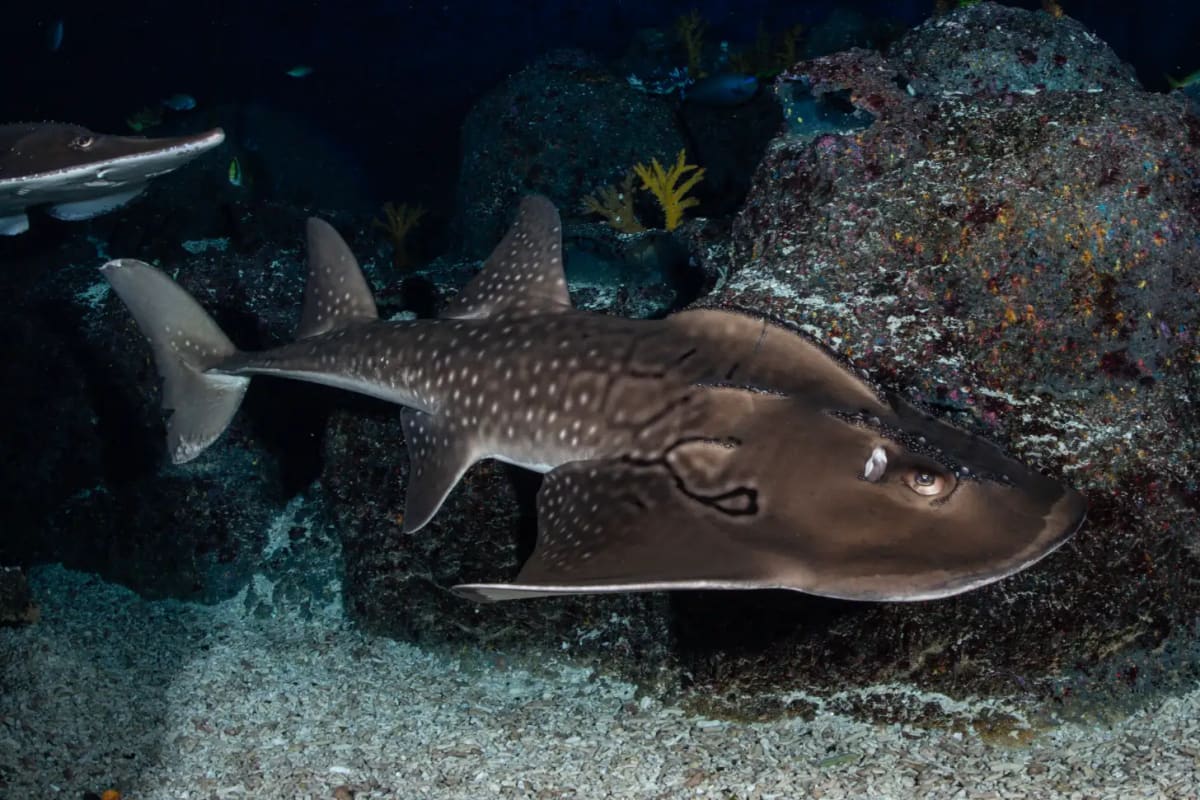 DiCaprio Launches $200M Fund to Save 100 Endangered Species - Image 2