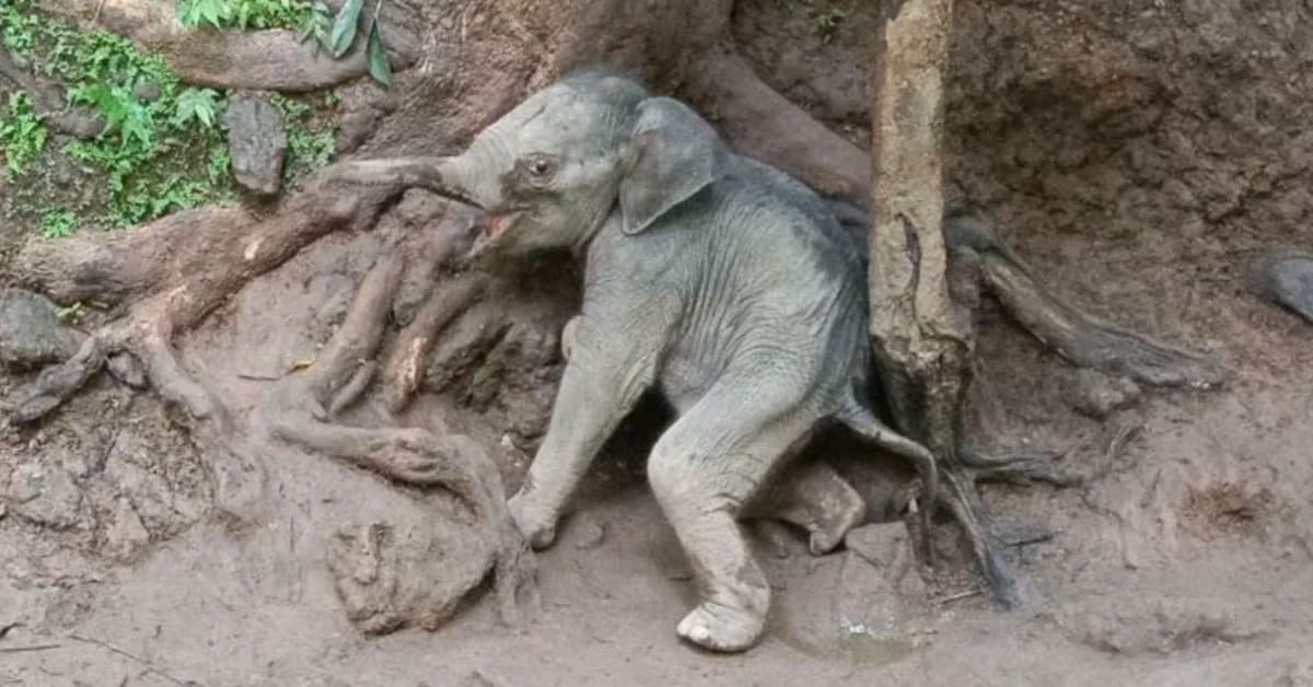 Young elephant calf receiving care from Thai park rangers in temporary enclosure