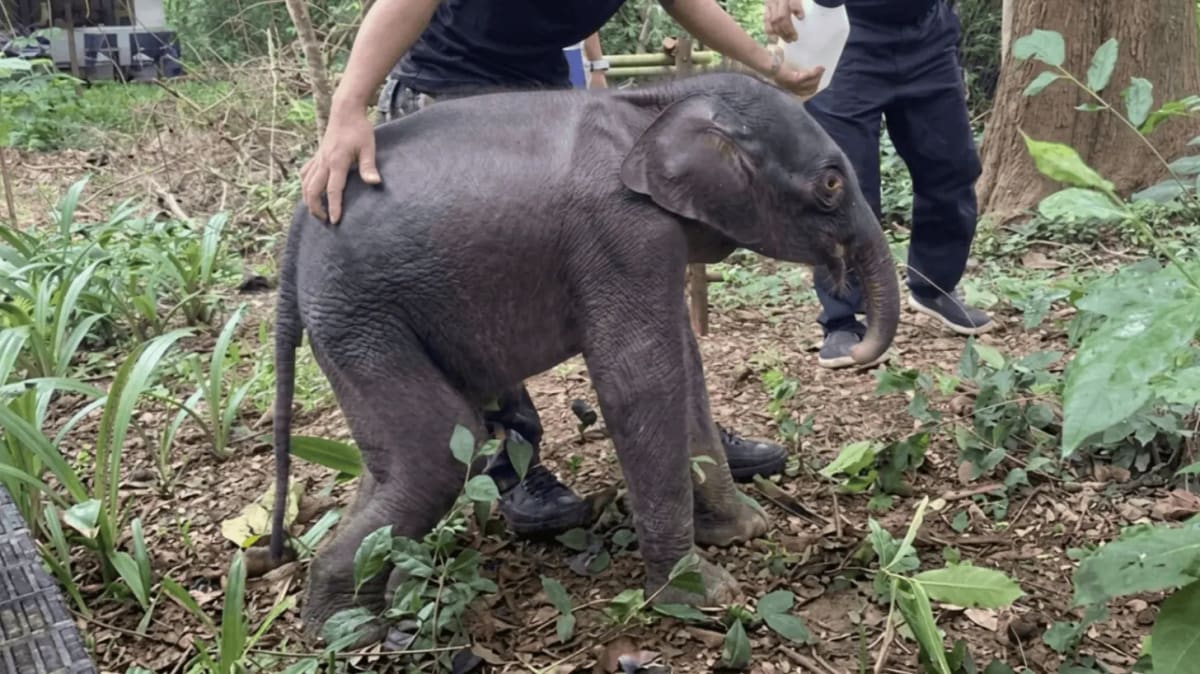 Rangers Save 2-Week-Old Elephant After Thailand Storm - Image 2