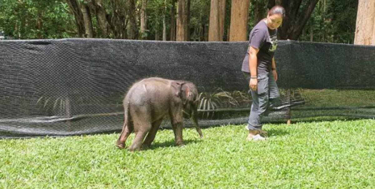 Rangers Save 2-Week-Old Elephant After Thailand Storm - Image 4