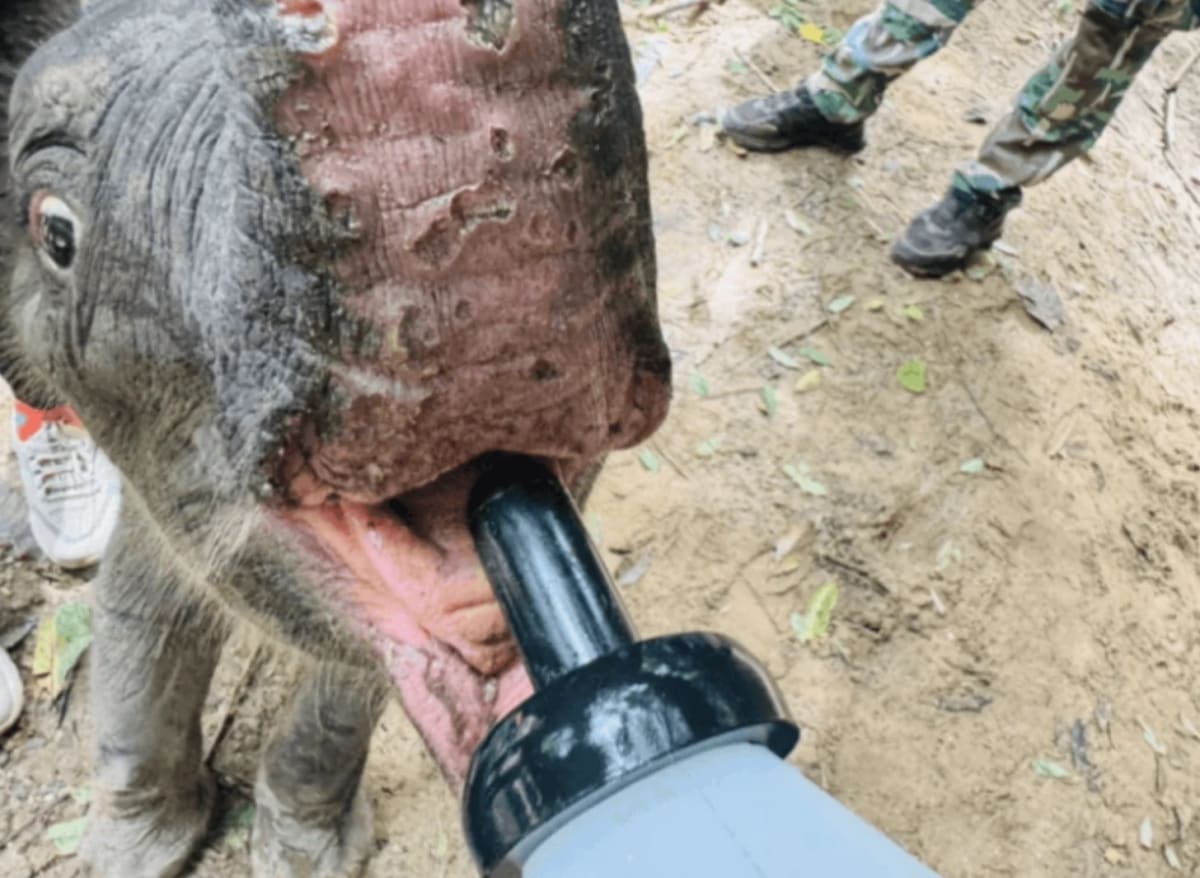 Rangers Save 2-Week-Old Elephant After Thailand Storm - Image 3