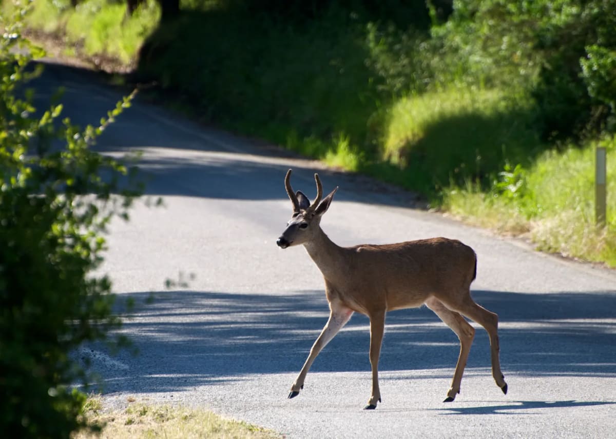 Wyoming's $30M Wildlife Crossing Finishes Year Early - Image 2