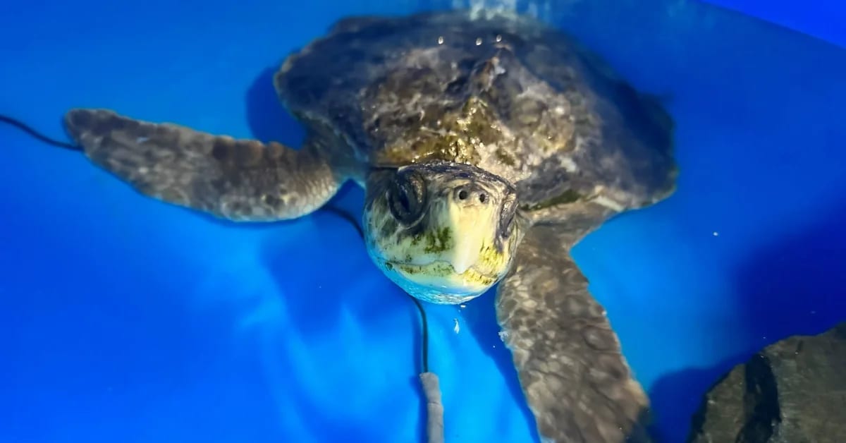 Lost Sea Turtle Returns Home After 2-Year Journey from Wales