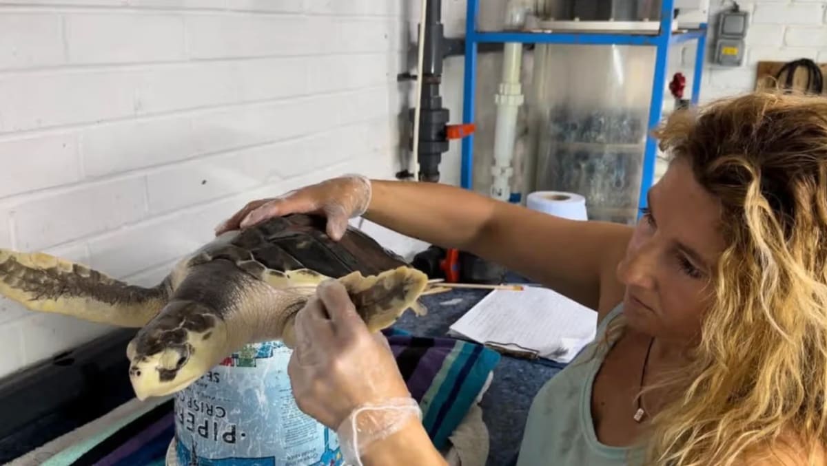 Lost Sea Turtle Returns Home After 2-Year Journey from Wales - Image 3