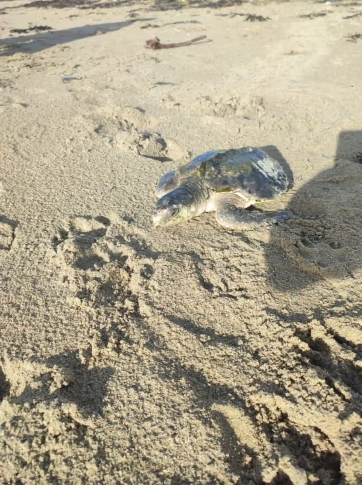 Lost Sea Turtle Returns Home After 2-Year Journey from Wales - Image 2