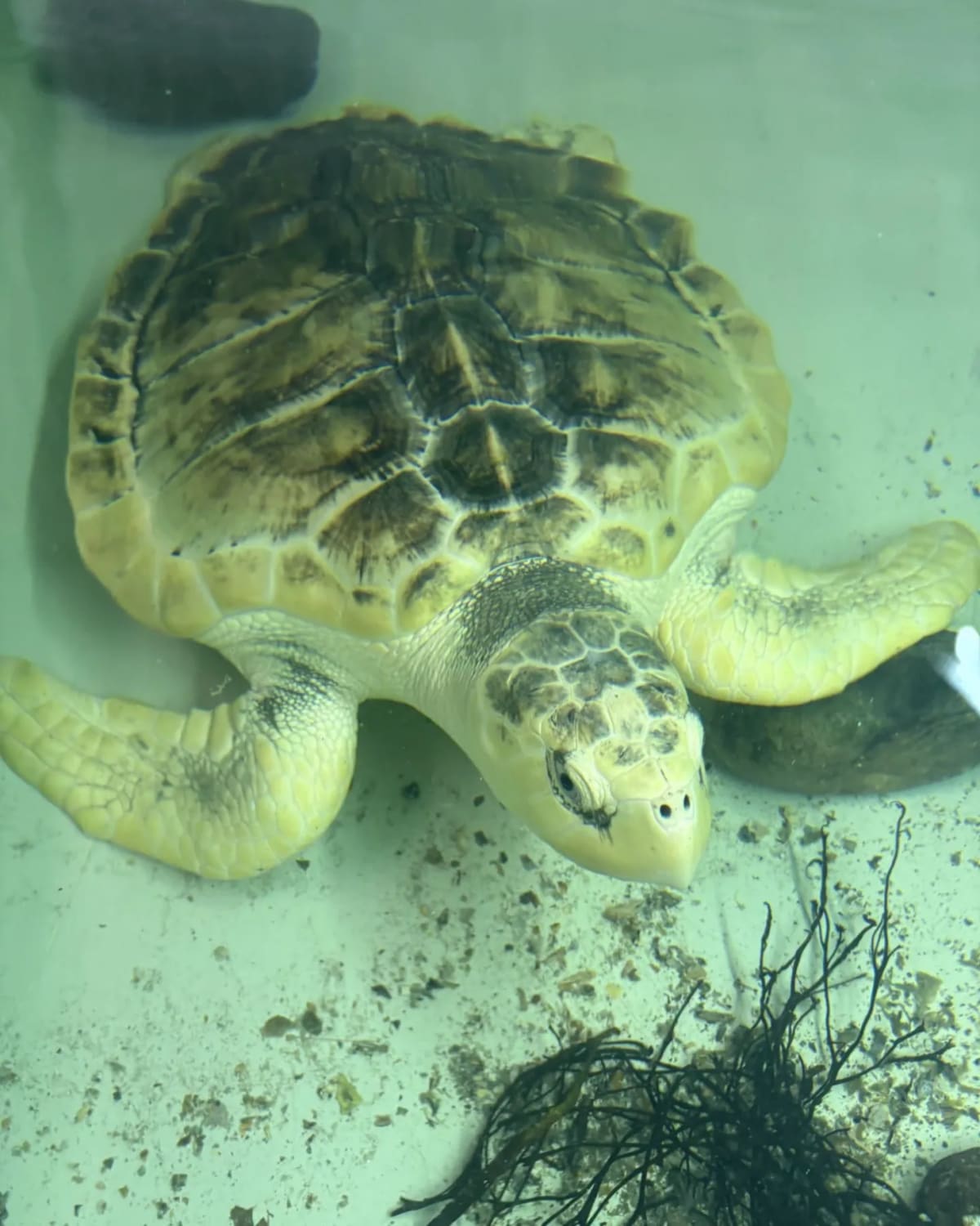 Lost Sea Turtle Returns Home After 2-Year Journey from Wales - Image 4