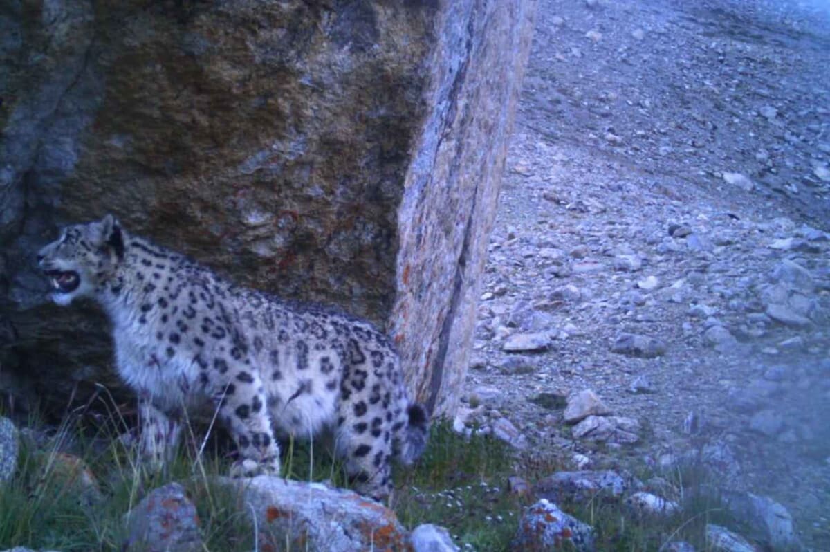 Rare Lynx Spotted at 17,400 Feet in Himalayan Plateau - Image 3