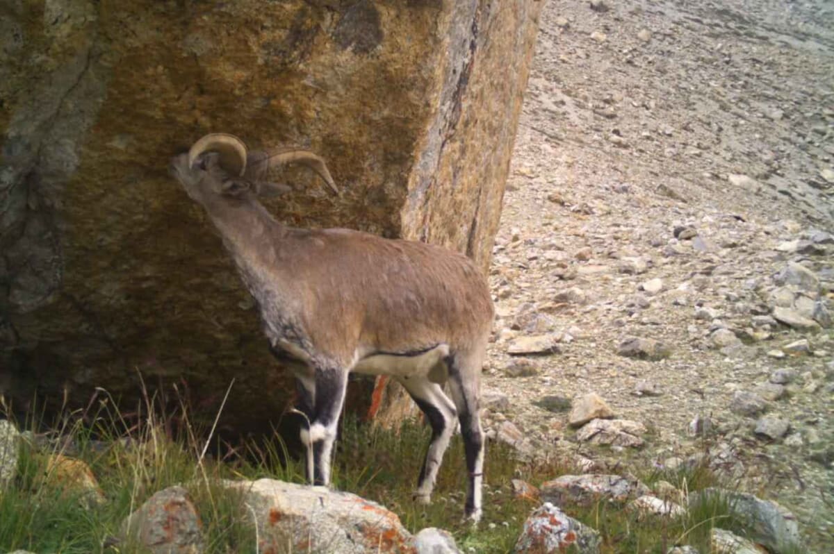 Rare Lynx Spotted at 17,400 Feet in Himalayan Plateau - Image 5