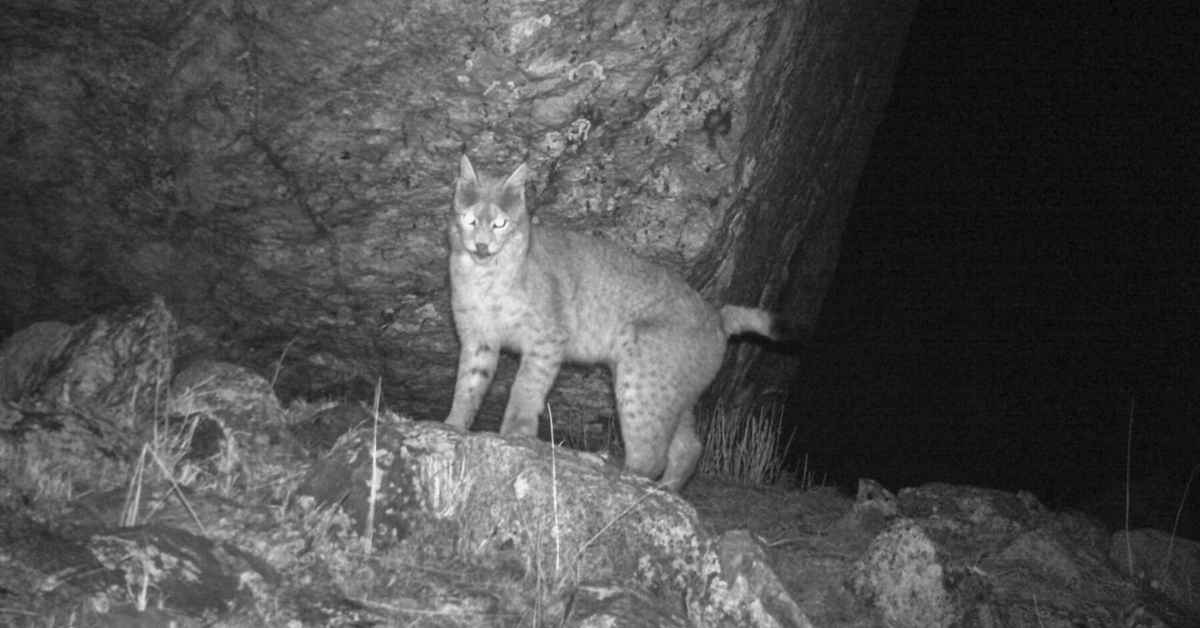 Rare Lynx Spotted at 17,400 Feet in Himalayan Plateau