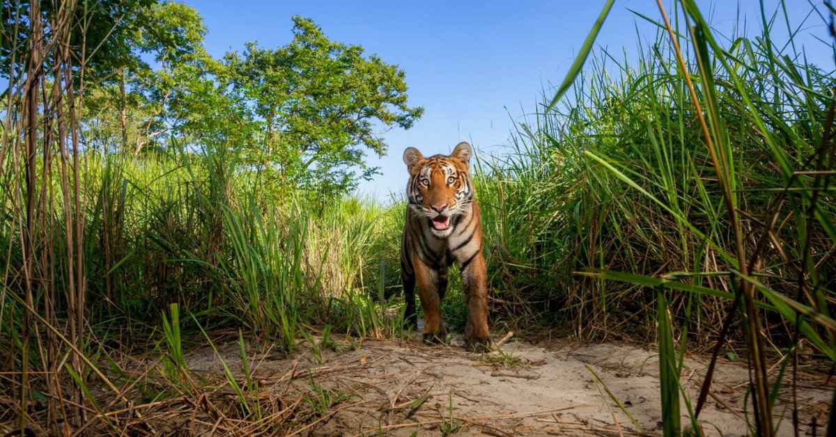 India Builds World's Largest Wildlife Crossings for Tigers