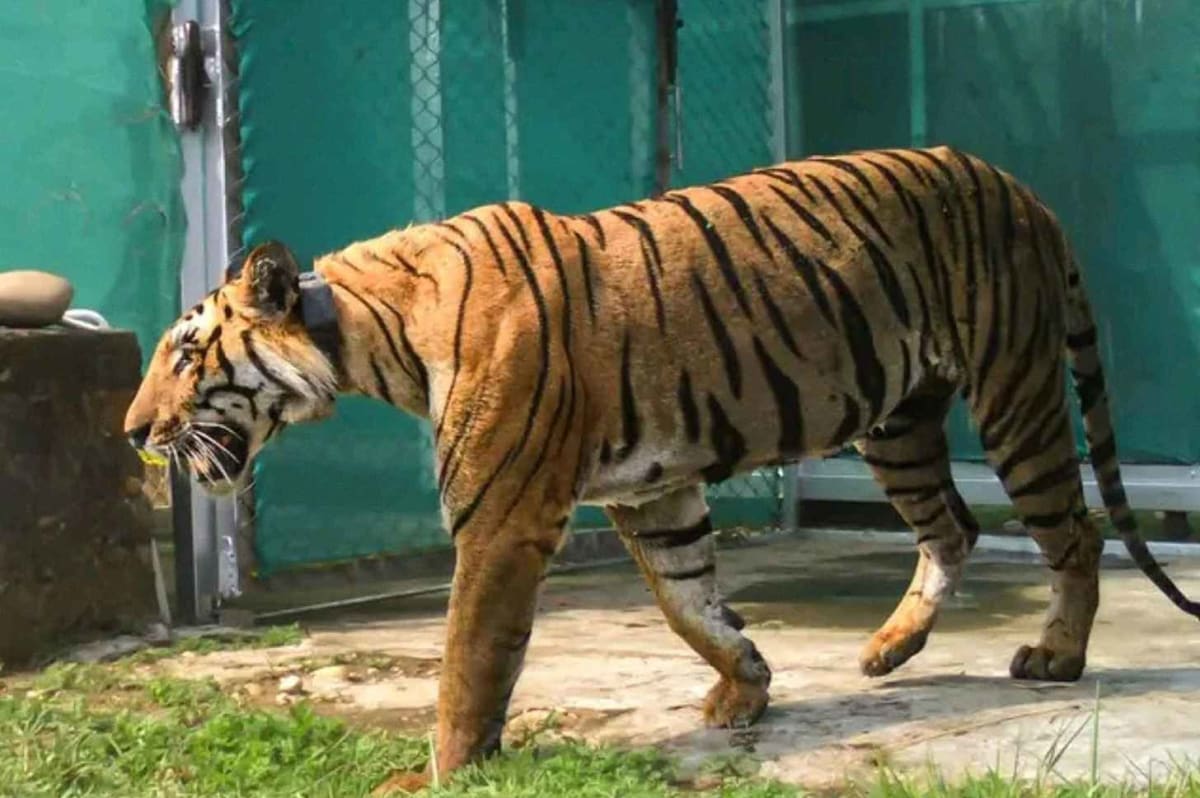 India Builds World's Largest Wildlife Crossings for Tigers - Image 2