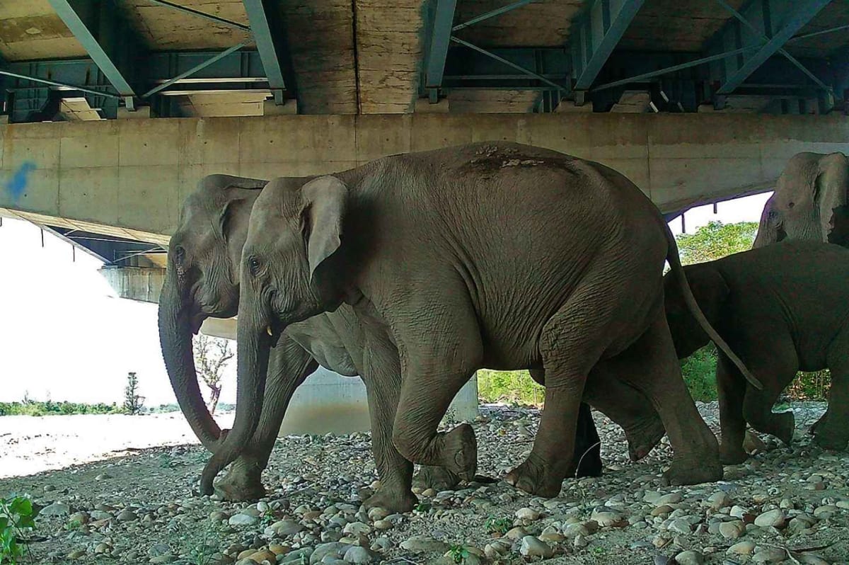 India Builds World's Largest Wildlife Crossings for Tigers - Image 3