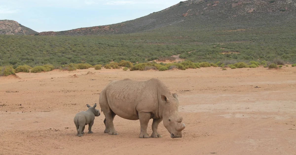 White rhinoceros mother and calf standing together in South African grassland reserve