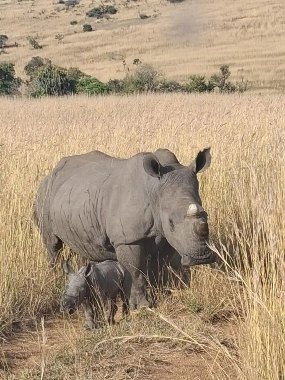 6 Orphaned Rhinos Now Moms After 5-Year Rescue Journey - Image 3