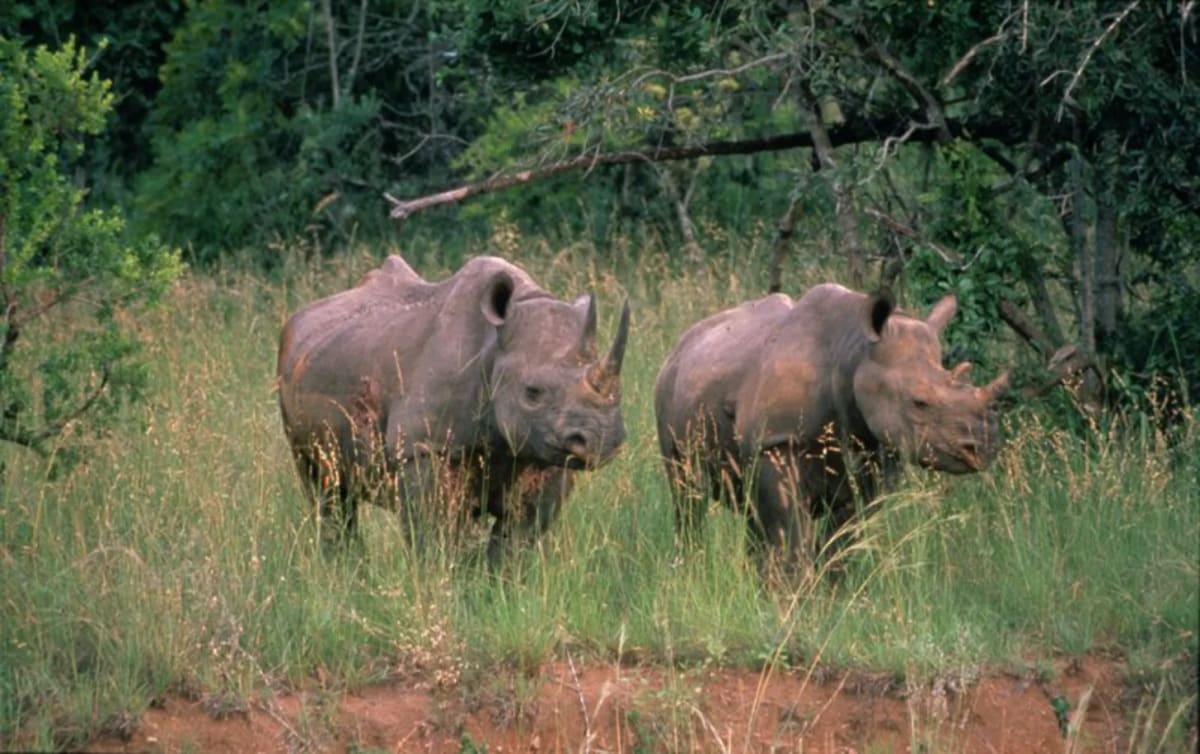 6 Orphaned Rhinos Now Moms After 5-Year Rescue Journey - Image 2