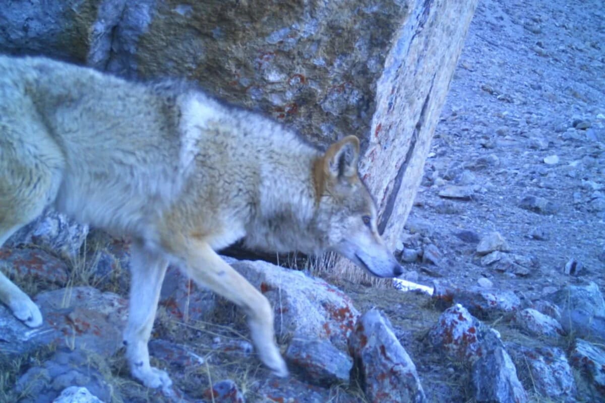 Rare Lynx Spotted at 17,400 Feet in Himalayan Plateau - Image 4