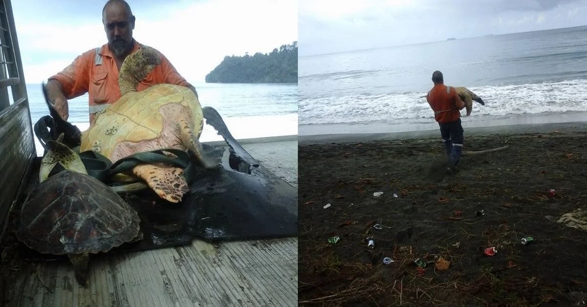 Workers Saved 11 Sea Turtles From Market in Papua New Guinea