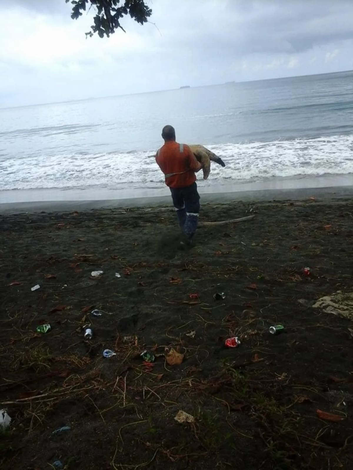 Workers Saved 11 Sea Turtles From Market in Papua New Guinea - Image 3