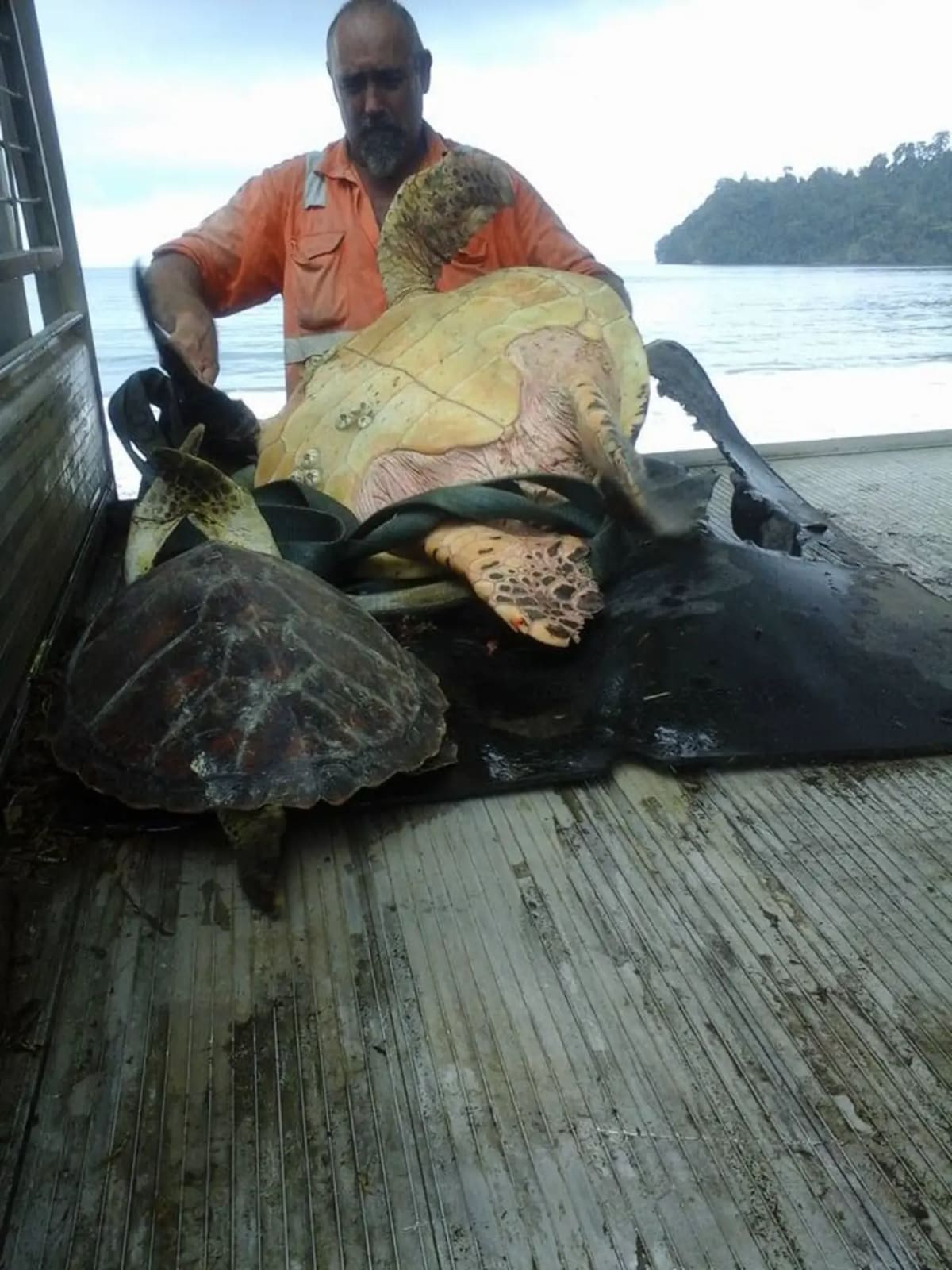 Workers Saved 11 Sea Turtles From Market in Papua New Guinea - Image 2