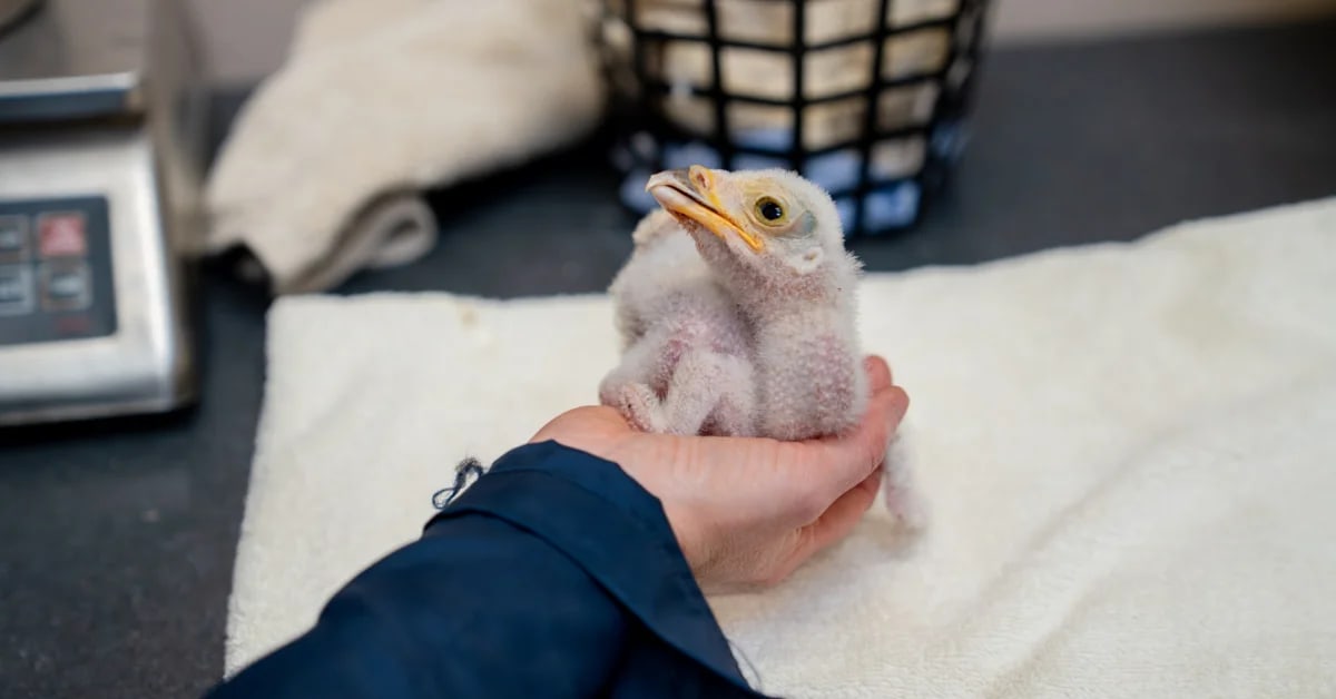 Fluffy secretarybird chick at Chester Zoo being raised by conservation team