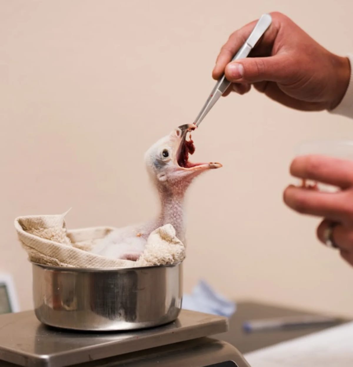 Chester Zoo Hatches 5 Secretarybirds After Dad Steps Up - Image 3