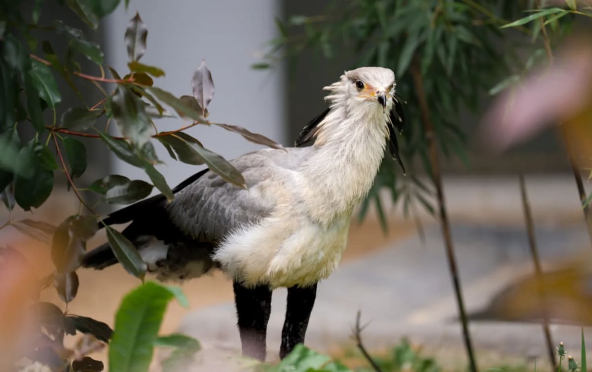 Chester Zoo Hatches 5 Secretarybirds After Dad Steps Up - Image 2