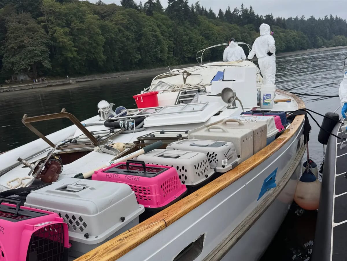 40 Cats Rescued from Abandoned Sailboat in Tacoma - Image 4