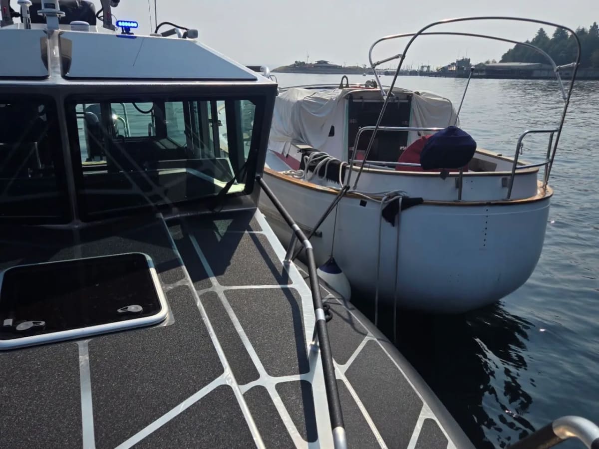 40 Cats Rescued from Abandoned Sailboat in Tacoma - Image 2