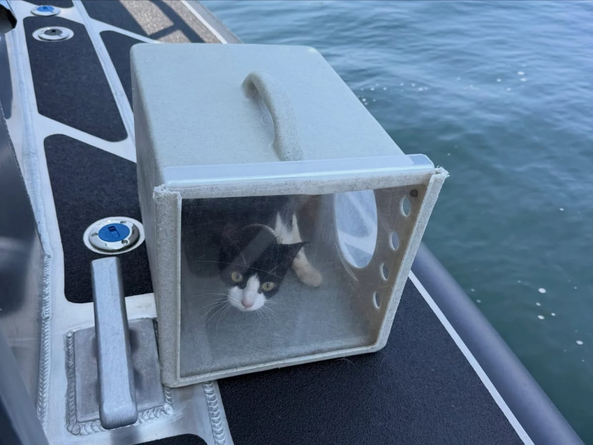 40 Cats Rescued from Abandoned Sailboat in Tacoma - Image 3