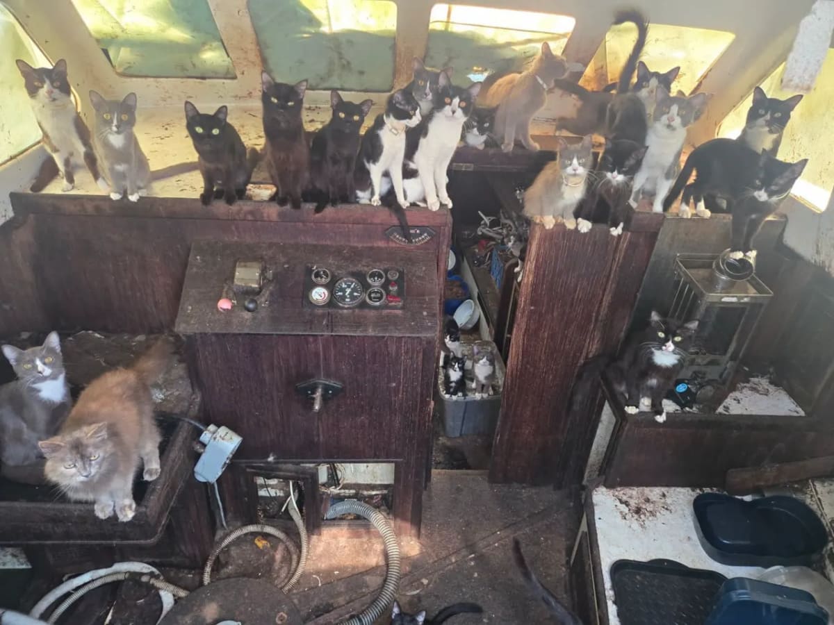 40 Cats Rescued from Abandoned Sailboat in Tacoma - Image 5