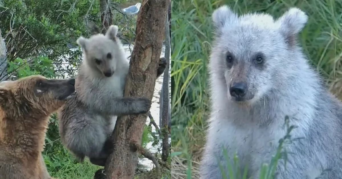 Silver-furred bear cub sitting in grass at Katmai National Park, Alaska