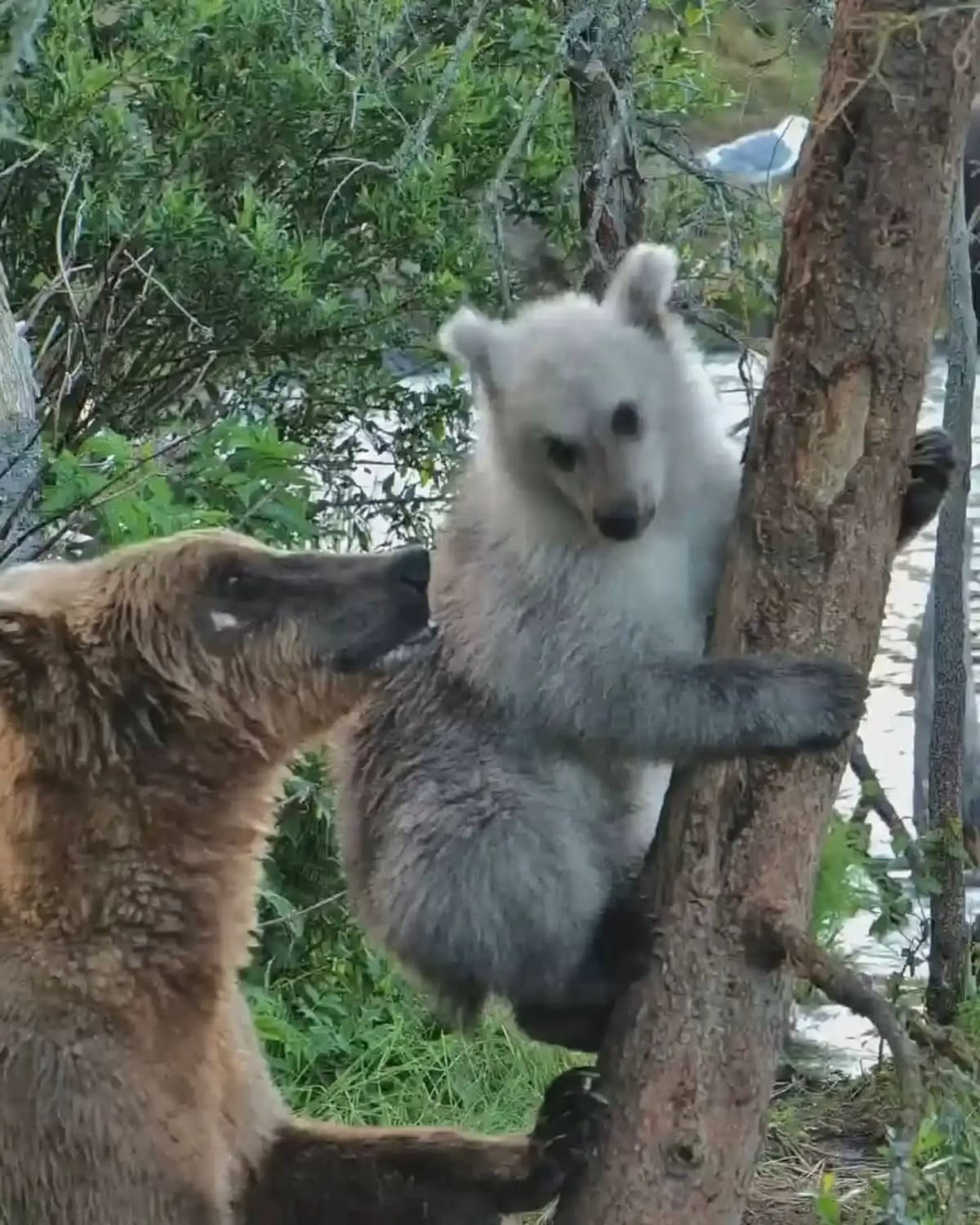 Rare Silver Bear Cub Steals Hearts on Alaska Livestream - Image 4