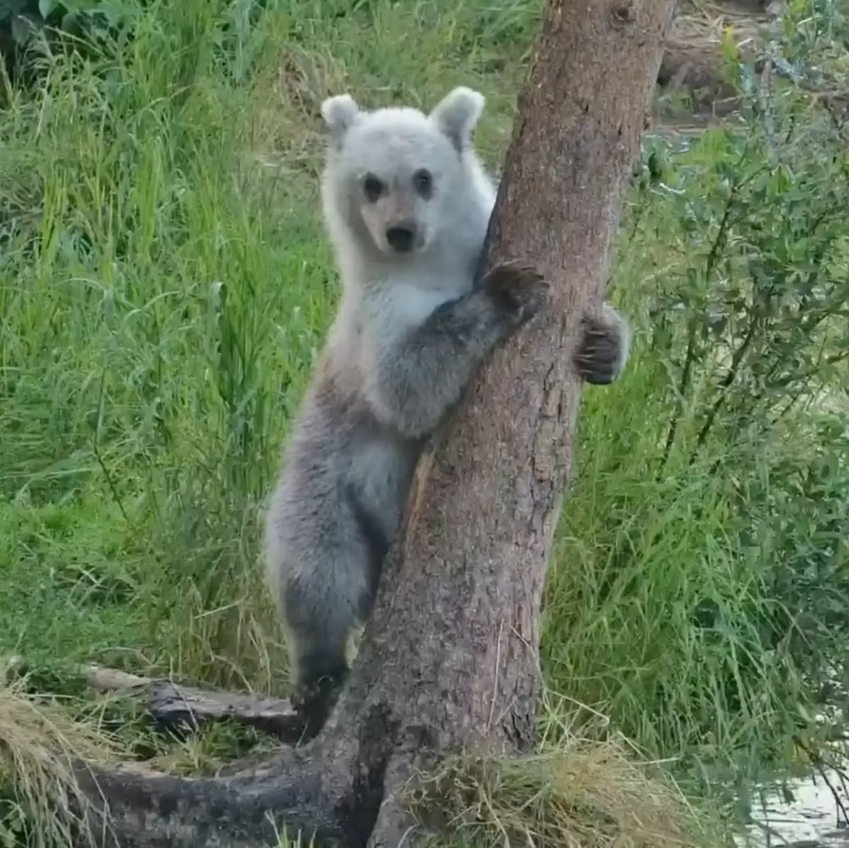 Rare Silver Bear Cub Steals Hearts on Alaska Livestream - Image 2