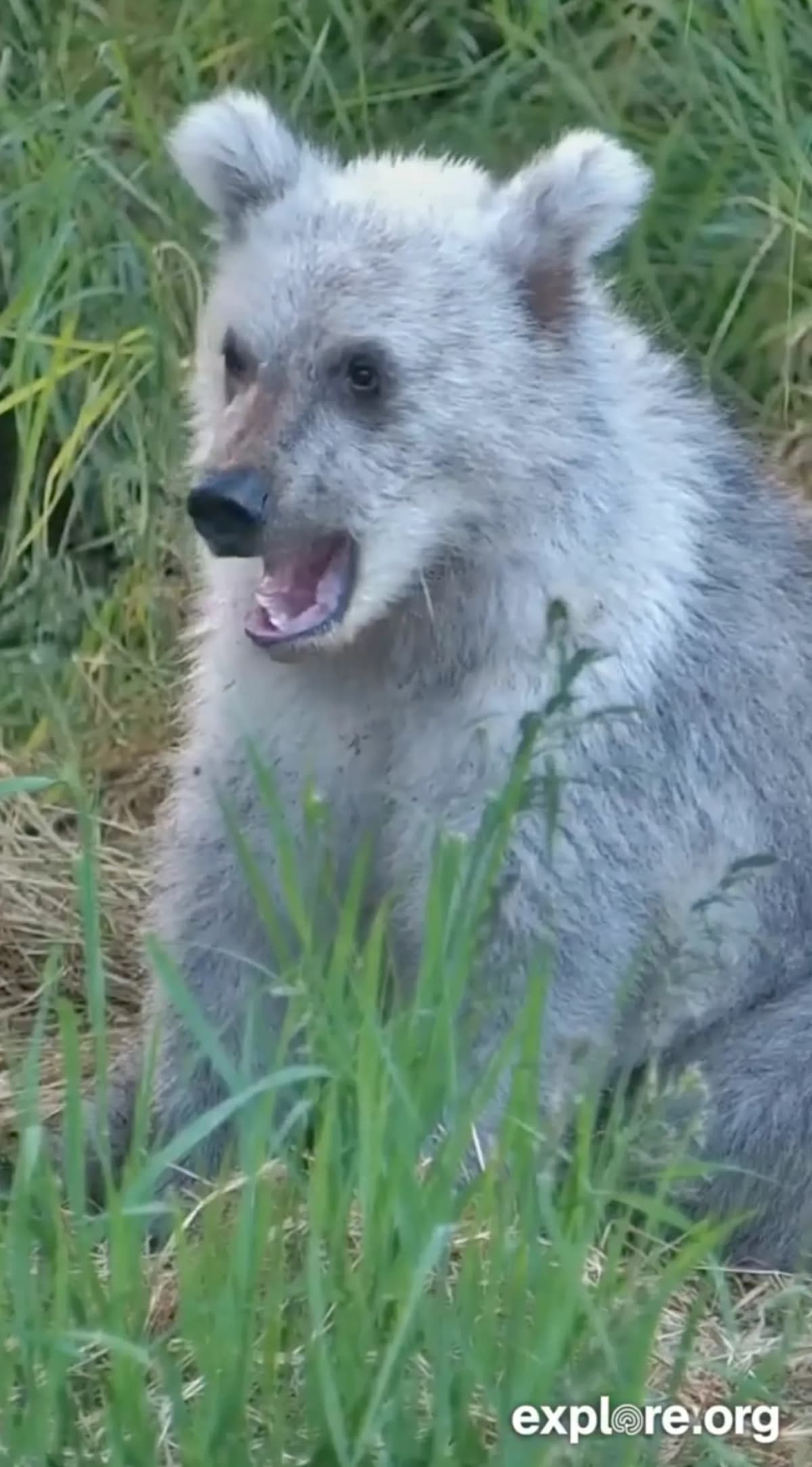 Rare Silver Bear Cub Steals Hearts on Alaska Livestream - Image 3