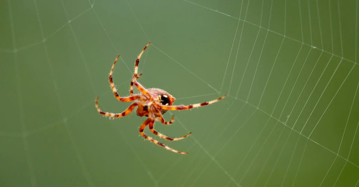 Intricate spider web with morning dew drops highlighting the delicate silk strands and structure
