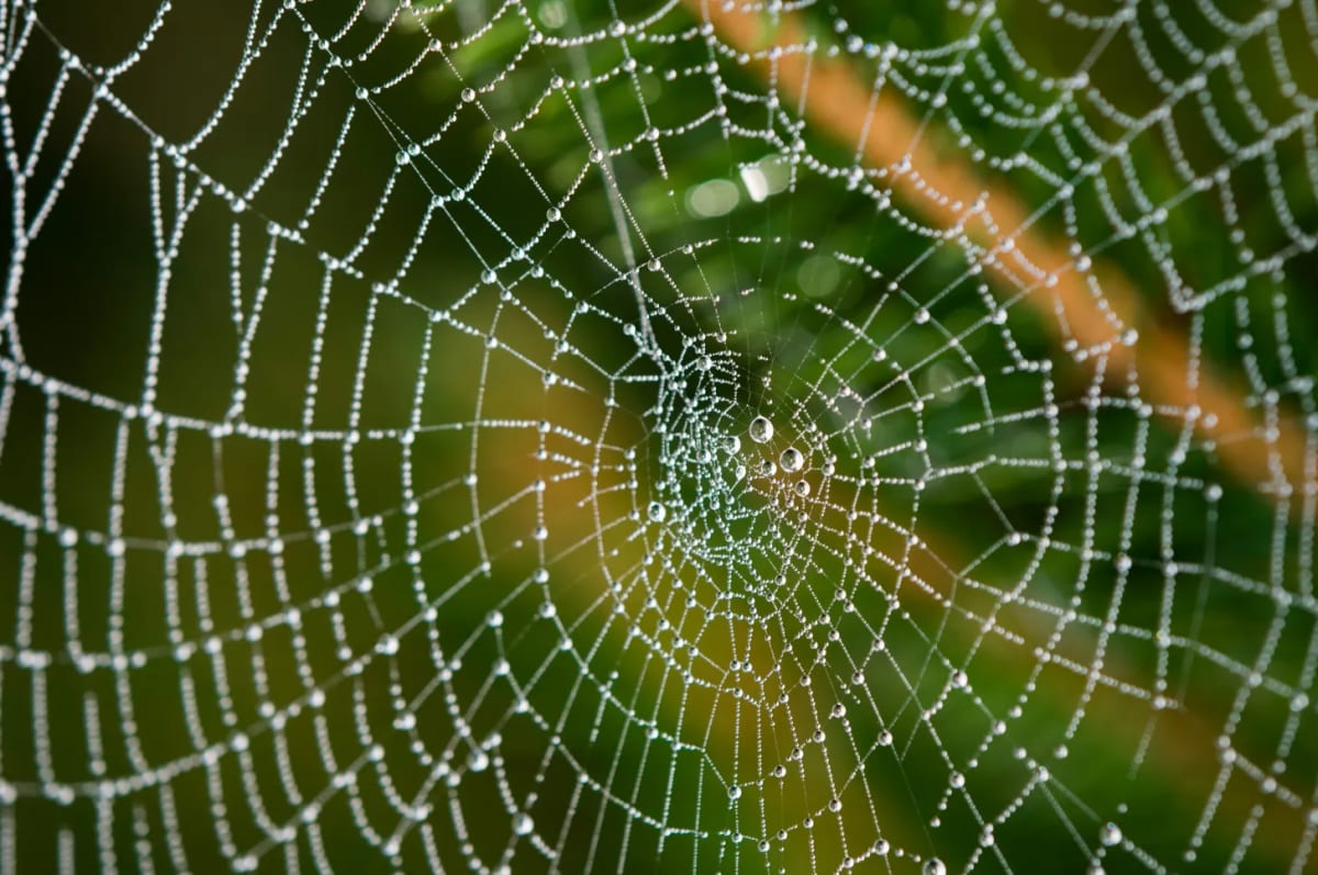 Spider Silk Could Soon Heal Burns and Repair Nerves - Image 2