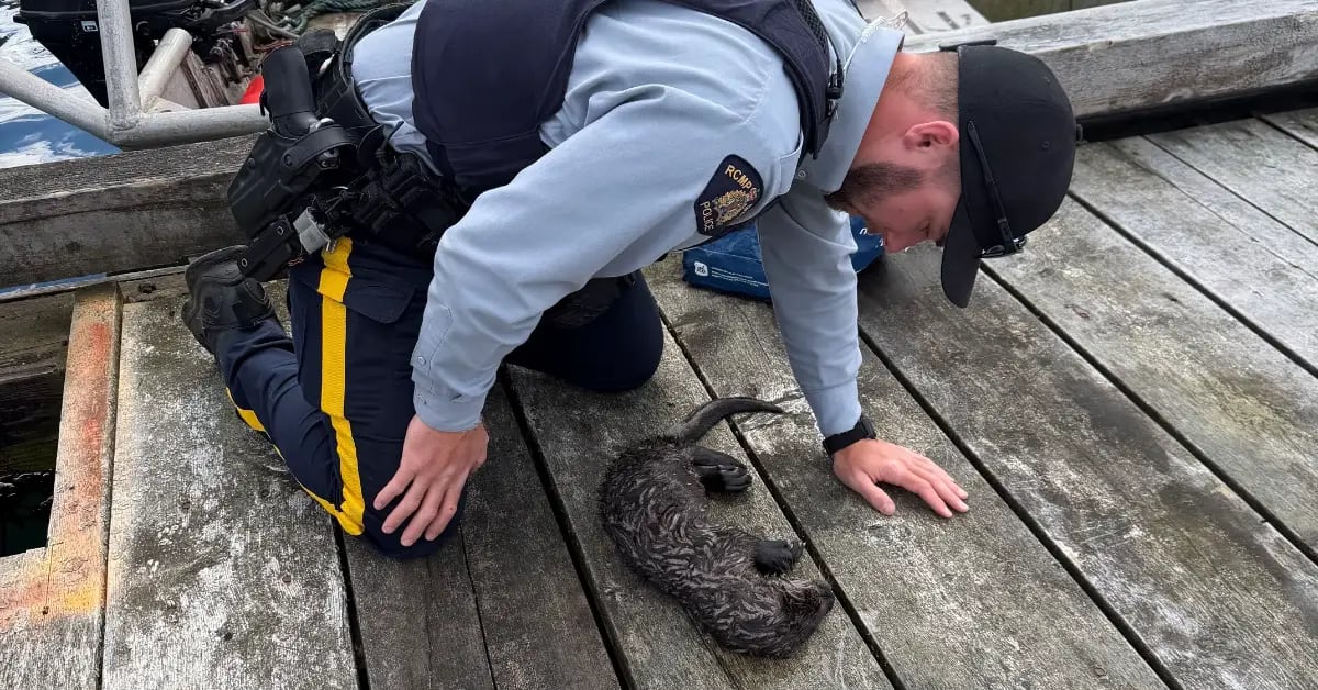 Retired Fisher Saves Otter With Mouth-to-Mouth CPR